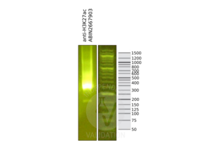 Cleavage Under Targets and Release Using Nuclease validation image for anti-Histone 3 (H3) (H3K27ac) antibody (ABIN2667903) (Histone 3 anticorps  (H3K27ac))
