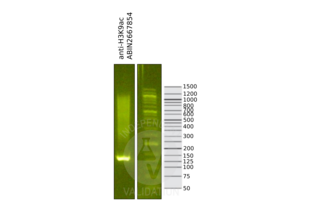 Cleavage Under Targets and Release Using Nuclease validation image for anti-Histone 3 (H3) (H3K9ac) antibody (ABIN2667854) (Histone 3 anticorps  (H3K9ac))