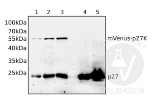 Western Blotting validation image for anti-P27 antibody (ABIN3025539) (P27 anticorps)
