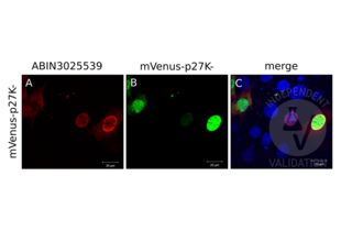 Immunocytochemistry validation image for anti-P27 antibody (ABIN3025539) (P27 anticorps)