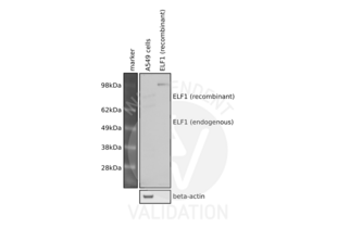 Western Blotting validation image for anti-E74-Like Factor 1 (Ets Domain Transcription Factor) (ELF1) (C-Term) antibody (ABIN6261511) (ELF1 anticorps  (C-Term))