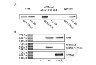 Western Blotting validation image for anti-Nucleophosmin (Nucleolar phosphoprotein B23, Numatrin) (NPM1) (AA 250-298), (C-Term) antibody (ABIN1737584) (NPM1 anticorps  (C-Term))