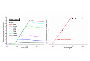 Surface Plasmon Resonance validation image for anti-RNA-DNA Hybrid antibody (ABIN4889499) (RNA-DNA Hybrid anticorps)