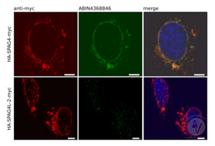 Immunocytochemistry validation image for anti-Sperm Associated Antigen 4 (SPAG4) antibody (ABIN4368846) (SPAG4 anticorps)