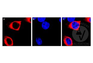 Immunocytochemistry validation image for anti-Major Histocompatibility Complex, Class I-Related (MR1) (AA 312-341), (C-Term) antibody (ABIN1537116)