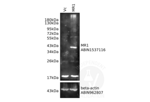 Western Blotting validation image for anti-Actin, beta (ACTB) antibody (ABIN962807) (beta Actin anticorps)