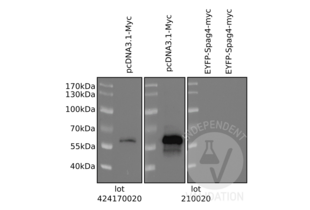 Western Blotting validation image for anti-Myc Proto-Oncogene protein (MYC) (AA 31-80) antibody (ABIN1532205) (c-MYC anticorps  (AA 31-80))