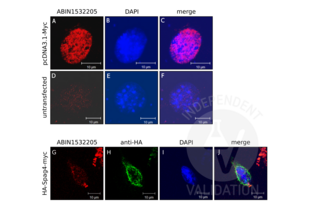 Immunocytochemistry validation image for anti-Myc Proto-Oncogene protein (MYC) (AA 31-80) antibody (ABIN1532205) (c-MYC anticorps  (AA 31-80))