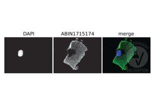 Immunofluorescence validation image for anti-DYKDDDDK Tag antibody (ABIN1715174) (DYKDDDDK Tag anticorps)
