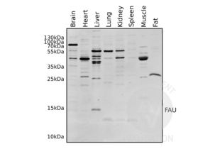 Western Blotting validation image for anti-Finkel-Biskis-Reilly Murine Sarcoma Virus (FBR-MuSV) Ubiquitously Expressed (FAU) (AA 1-30), (N-Term) antibody (ABIN2798885) (FAU anticorps  (N-Term))