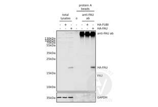Immunoprecipitation validation image for anti-Finkel-Biskis-Reilly Murine Sarcoma Virus (FBR-MuSV) Ubiquitously Expressed (FAU) (AA 1-30), (N-Term) antibody (ABIN2798885) (FAU anticorps  (N-Term))