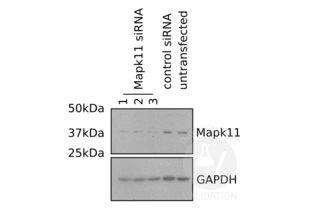 Western Blotting validation image for anti-Mitogen-Activated Protein Kinase 11 (MAPK11) (AA 1-30), (N-Term) antibody (ABIN2798348) (MAPK11 anticorps  (N-Term))