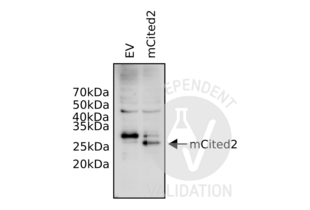 Western Blotting validation image for anti-Cbp/p300-Interacting Transactivator, with Glu/Asp-Rich Carboxy-terminal Domain, 2 (CITED2) (N-Term) antibody (ABIN2776451) (CITED2 anticorps  (N-Term))