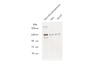 Western Blotting validation image for anti-Chromosome 10 Open Reading Frame 2 (C10ORF2) (Middle Region) antibody (ABIN2775251) (C10orf2 anticorps  (Middle Region))