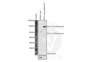 Western Blotting validation image for anti-E74-Like Factor 1 (Ets Domain Transcription Factor) (ELF1) (N-Term) antibody (ABIN2779831) (ELF1 anticorps  (N-Term))