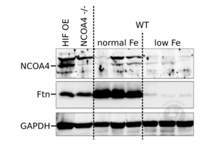 Western Blotting validation image for anti-Nuclear Receptor Coactivator 4 (NCOA4) (N-Term) antibody (ABIN2780237) (NCOA4 anticorps  (N-Term))
