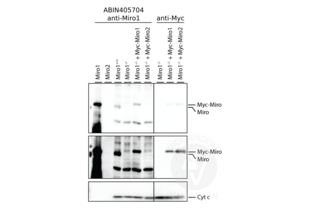 Western Blotting validation image for anti-Ras Homolog Gene Family, Member T1 (RHOT1) (N-Term) antibody (ABIN405704) (RHOT1 anticorps  (N-Term))