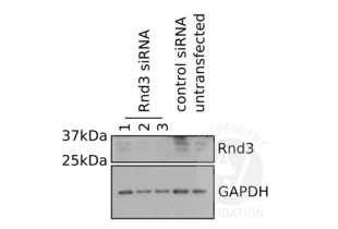 Western Blotting validation image for anti-rho Family GTPase 3 (RND3) (Center) antibody (ABIN2496515) (RND3 anticorps  (Center))