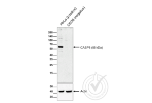 Western Blotting validation image for anti-Caspase 8 (CASP8) (AA 411-482) antibody (ABIN724205) (Caspase 8 anticorps  (AA 411-482))