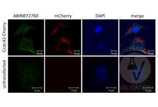 Immunocytochemistry validation image for anti-Coiled-Coil Domain Containing 42 (CCDC42) (AA 221-312) antibody (ABIN872760) (CCDC42 anticorps  (AA 221-312))