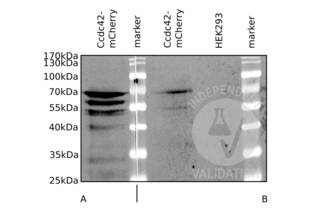 Western Blotting validation image for anti-Coiled-Coil Domain Containing 42 (CCDC42) (AA 221-312) antibody (ABIN872760) (CCDC42 anticorps  (AA 221-312))