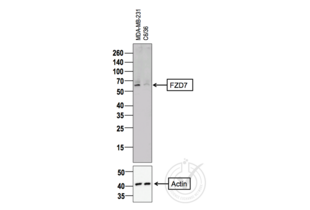 Western Blotting validation image for anti-Frizzled Family Receptor 7 (FZD7) (AA 501-574) antibody (ABIN710051) (FZD7 anticorps  (AA 501-574))