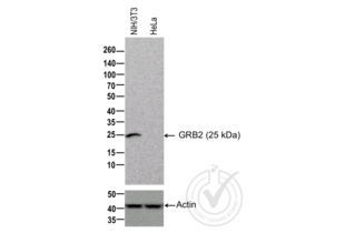 Western Blotting validation image for anti-Growth Factor Receptor-Bound Protein 2 (GRB2) antibody (ABIN686932) (GRB2 anticorps)