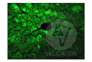 Immunohistochemistry validation image for anti-Insulin-Degrading Enzyme (IDE) (AA 491-590) antibody (ABIN723680) (IDE anticorps  (AA 491-590))
