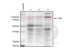 Western Blotting validation image for anti-Insulin-Degrading Enzyme (IDE) (AA 491-590) antibody (ABIN723680) (IDE anticorps  (AA 491-590))