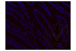 Immunofluorescence validation image for anti-Ionized Calcium-binding Adapter Molecule 1 (IBA1) (AA 51-147) antibody (ABIN685477) (Iba1 anticorps  (AA 51-147))