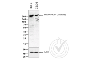Western Blotting validation image for anti-Mechanistic Target of Rapamycin (serine/threonine Kinase) (mTOR) (AA 2436-2492) antibody (ABIN676403) (MTOR anticorps  (AA 2436-2492))