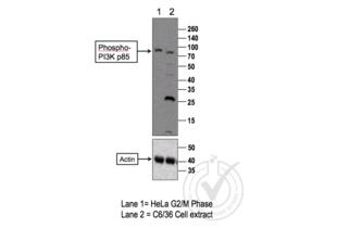 Western Blotting validation image for anti-Phosphoinositide 3 Kinase, p85 alpha/gamma (PI3K p85a/g) (pTyr199), (pTyr467) antibody (ABIN744743) (PI3K p85 alpha/gamma anticorps  (pTyr199, pTyr467))