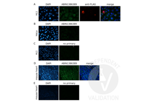 Immunofluorescence validation image for anti-Plakophilin 2 (PKP2) (AA 801-881) antibody (ABIN1386389) (Plakophilin 2 anticorps  (AA 801-881))