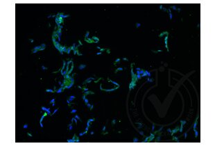 Immunofluorescence validation image for anti-Runt-Related Transcription Factor 3 (RUNX3) (AA 31-130) antibody (ABIN1714069) (RUNX3 anticorps  (AA 31-130))
