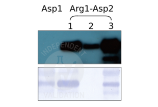 Western Blotting validation image for anti-Arginylation (N-Term) antibody (ABIN4368250) (Arginylation (N-Term) anticorps)