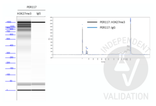 Cleavage Under Targets and Tagmentation validation image for Guinea Pig anti-Rabbit IgG (Heavy & Light Chain) antibody - Preadsorbed (ABIN101961) (Cobaye anti-Lapin IgG (Heavy & Light Chain) Anticorps - Preadsorbed)