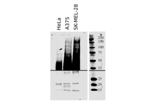 Western Blotting validation image for anti-CD63 (CD63) (AA 120-175) antibody (ABIN1440014) (CD63 anticorps  (AA 120-175))