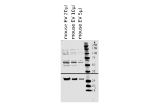Western Blotting validation image for anti-CD63 (CD63) (AA 120-175) antibody (ABIN1440014) (CD63 anticorps  (AA 120-175))