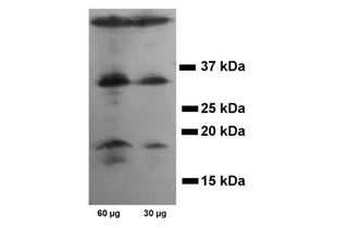 Western Blotting validation image for anti-Caspase 3 (CASP3) antibody (ABIN3179097) (Caspase 3 anticorps)