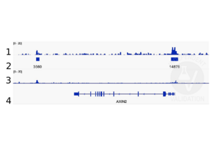 Cleavage Under Targets and Release Using Nuclease validation image for anti-Catenin (Cadherin-Associated Protein), beta 1, 88kDa (CTNNB1) (N-Term) antibody (ABIN2855042) (CTNNB1 anticorps  (N-Term))