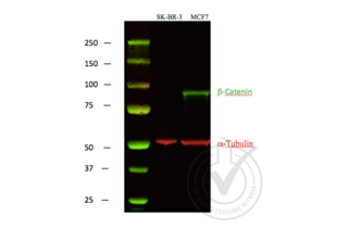 Western Blotting validation image for anti-Catenin, beta (CATNB) (C-Term) antibody (ABIN1043907) (beta Catenin anticorps  (C-Term))