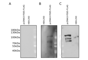 Western Blotting validation image for anti-DYKDDDDK Tag antibody (ABIN3181074) (DYKDDDDK Tag anticorps)