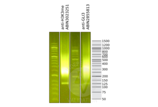 Cleavage Under Targets and Release Using Nuclease validation image for anti-GLI Family Zinc Finger 3 (GLI3) antibody (ABIN2855813) (GLI3 anticorps)