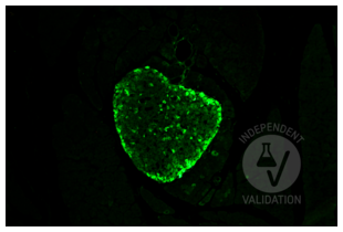 Immunohistochemistry validation image for anti-Glucagon (GCG) antibody (ABIN7448121) (Glucagon anticorps)