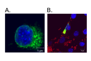 Immunocytochemistry validation image for anti-HA-Tag antibody (ABIN2443910) (HA-Tag anticorps)