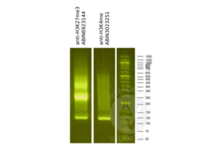 Cleavage Under Targets and Release Using Nuclease validation image for anti-Histone 3 (H3) (H3K4me) antibody (ABIN3023251) (Histone 3 anticorps  (H3K4me))