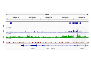 Cleavage Under Targets and Release Using Nuclease validation image for anti-Histone 3 (H3) (H3K4me) antibody (ABIN3023251) (Histone 3 anticorps  (H3K4me))