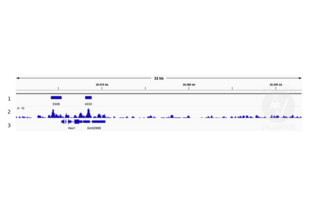 Cleavage Under Targets and Release Using Nuclease validation image for anti-Histone Deacetylase 1 (HDAC1) antibody (ABIN2854776) (HDAC1 anticorps)