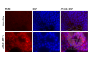 Immunofluorescence validation image for anti-Nuclear Factor of kappa Light Polypeptide Gene Enhancer in B-Cells 1 (NFKB1) (AA 740-964) antibody (ABIN6144571) (NFKB1 anticorps  (AA 740-964))