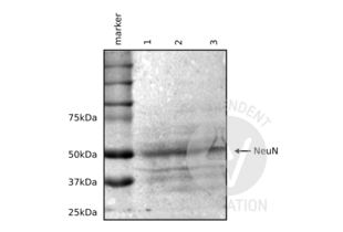 Western Blotting validation image for anti-RNA Binding Protein, Fox-1 Homolog 3 (RBFOX3) (AA 1-140) antibody (ABIN5542704) (NeuN anticorps  (AA 1-140))